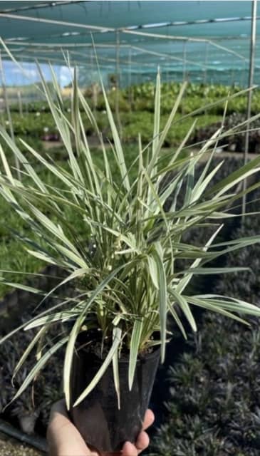 Ophiopogon Stripey White | Plants | Gumtree Australia Hornsby Area ...