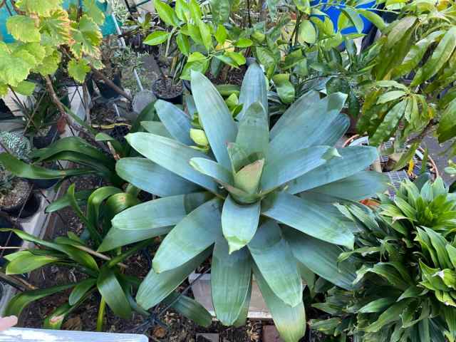 Alcantarea Odorata - Giant Bromeliad - Plants in Hurstville NSW ...