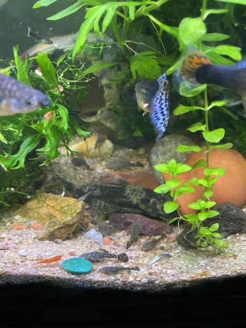 Guppies, Bristlenose and Cherry Shrimp for Sale 🐠 | Fish | Gumtree ...