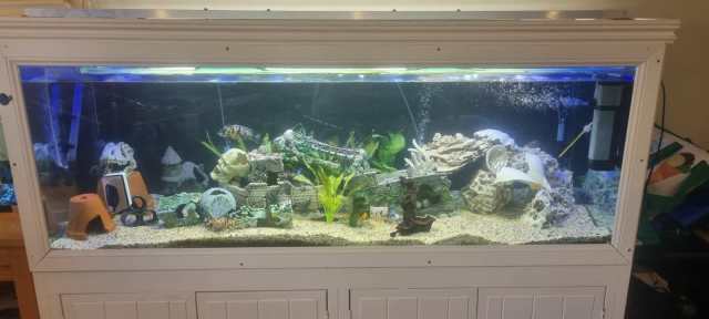 6ft Fish Tank 6fx2ftx2ft with Solid Stand | Fish | Gumtree Australia ...