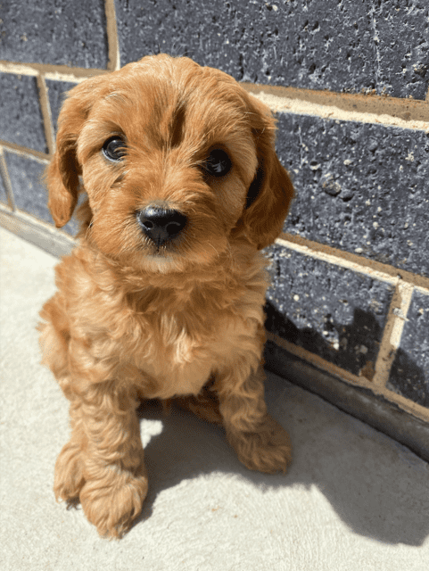 Cavoodle $500 store