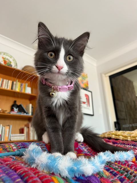 Kitten 9 months old Cats Kittens Gumtree Australia Brisbane South