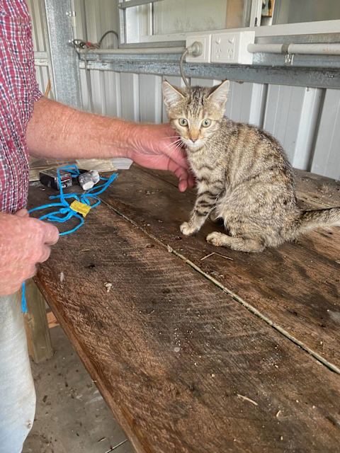 Manx x grumpy face Persian | Cats & Kittens | Gumtree Australia ...