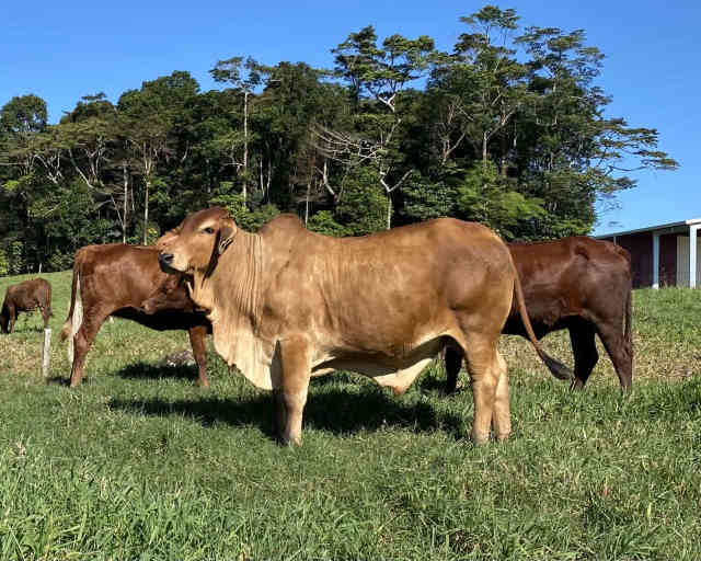 Four Quiet Brahman Steers Livestock Gumtree Australia Cassowary Coast Innisfail 1325485846
