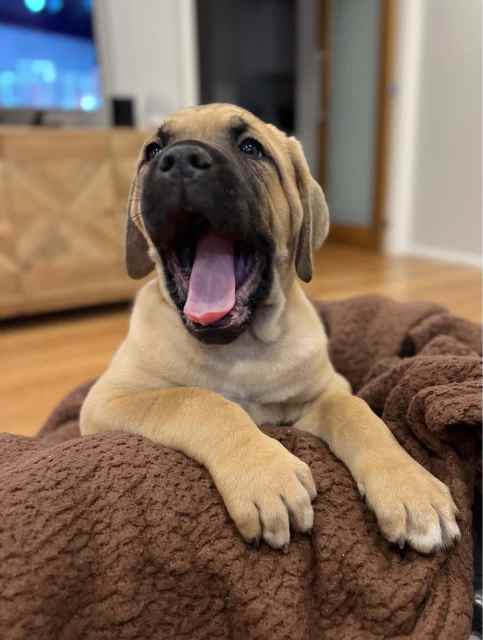 Neo mastiff best sale x bull arab