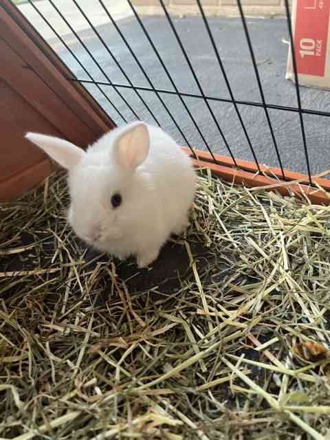 Purebred mini lop x Netherland dwarf bunnies | Rabbits | Gumtree ...