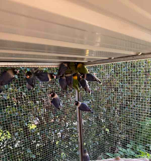 Blue and olive masked lovebirds Birds Gumtree Australia Gold Coast