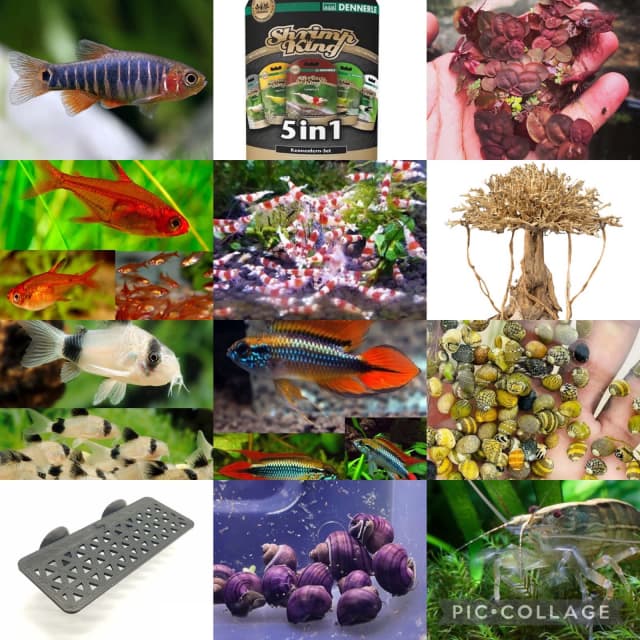 Fish Snails Shrimp Plant Moss For Fish Tank Aquarium Fish Gumtree