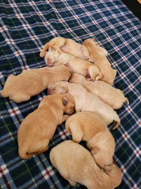 do golden retriever puppies darken