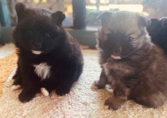 POMERANIAN PUPPIES PUREBRED | Dogs & Puppies | Gumtree Australia Mackay ...