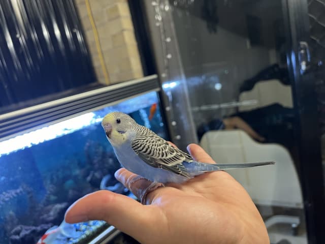 Gumtree baby sale budgies