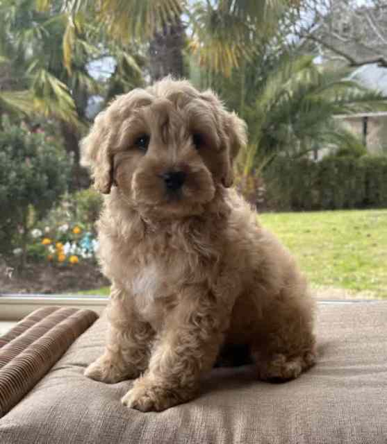Cavoodle puppies tested parents Registered Breeder