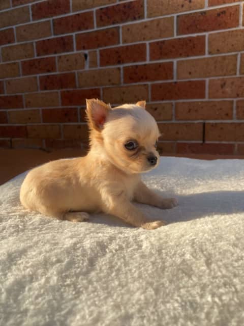 Long hair Chihuahua puppies for sale | Dogs & Puppies | Gumtree Australia  Logan Area - Shailer Park | 1308766620