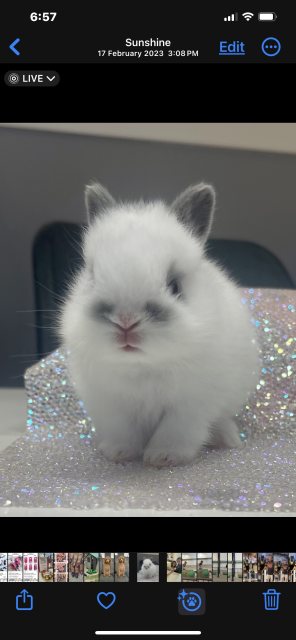 Purebred Netherland Dwarf Bunnies ready for Christmas 🎅🏼 | Rabbits ...