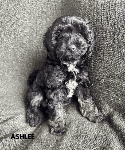 READY NOW CavaSchnoo Puppies (Cavoodle x Schnoodle) Dogs & Puppies