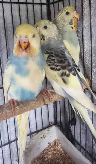 Budgies, babies, teens & breeders, cages, play gym&Perch Ipswich ...