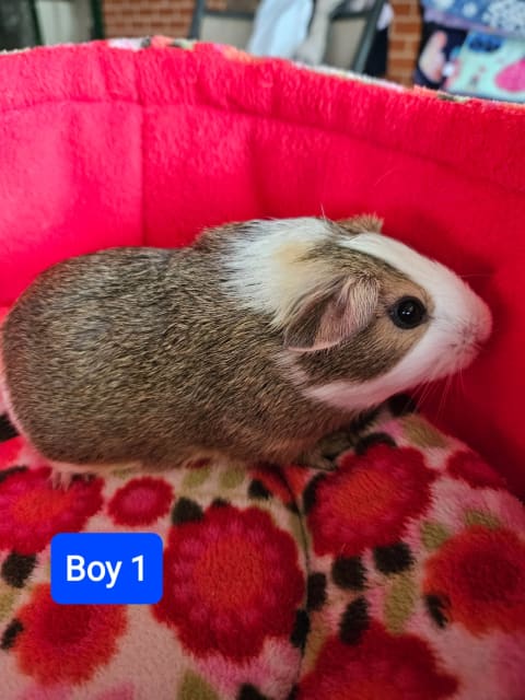 Baby Guinea Pigs | Other Pets | Gumtree Australia Narromine Area ...