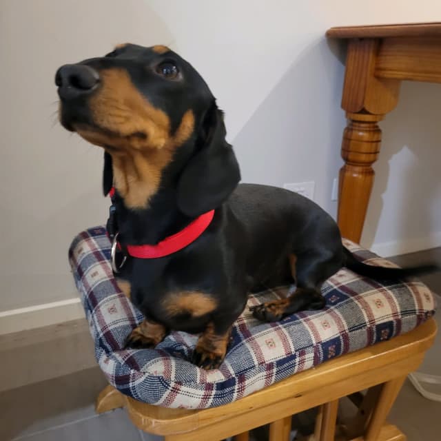 Male Dashshund Dogs & Puppies Gumtree Australia Mitchell Area