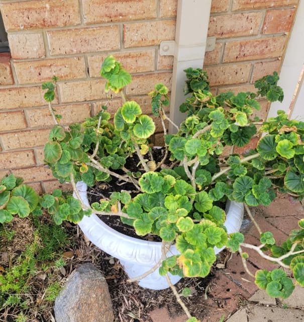 Geranium with white urn Pots & Garden Beds Gumtree Australia