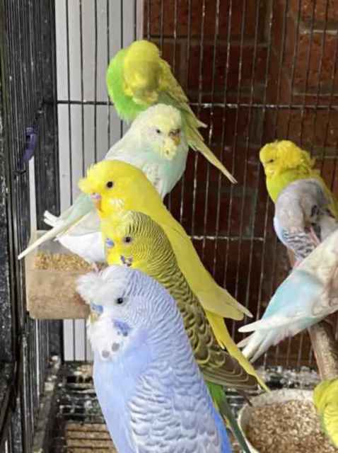 Budgies-crested and frill back | Birds | Gumtree Australia Melton Area ...