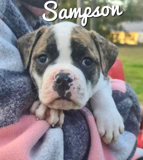 Pedigree American Bulldog Puppies Dogs & Puppies Gumtree Australia Cessnock Area Weston