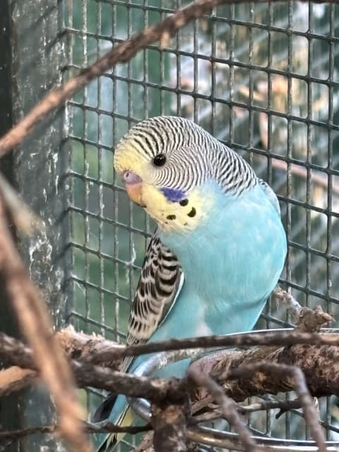 Available Aviary Birds Ferntree Gully