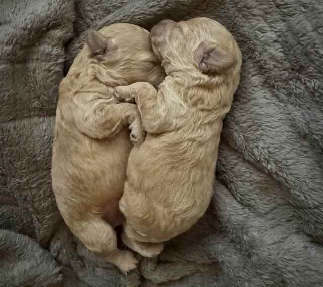 Purebred DNA Clear Toy Poodle Puppies Dogs & Puppies Gumtree