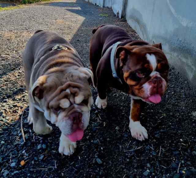 British bulldog Dogs & Puppies Gumtree Australia Gold Coast City