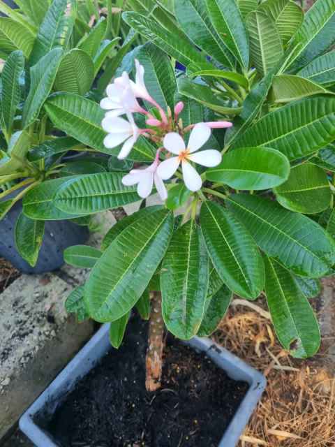 Dwarf Frangipani 4 years old looking for a nice garden to relocate to ...