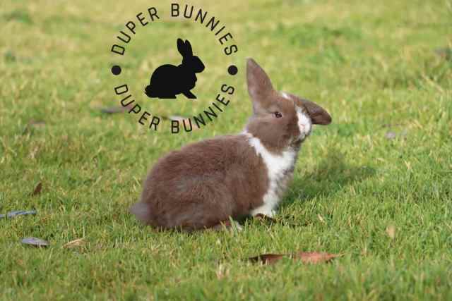 Premium Purebred Mini Lop Rabbits Vienna Genes | Rabbits | Gumtree ...