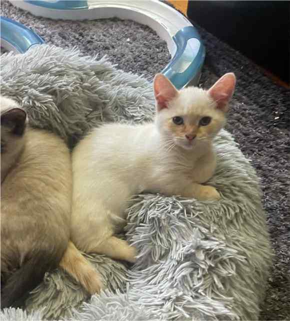 Super friendly Short Leg Kitten (rug hugger) | Cats & Kittens | Gumtree ...