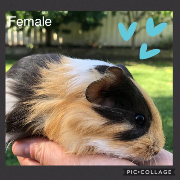 10 baby guinea pigs available now! Other Pets Gumtree Australia