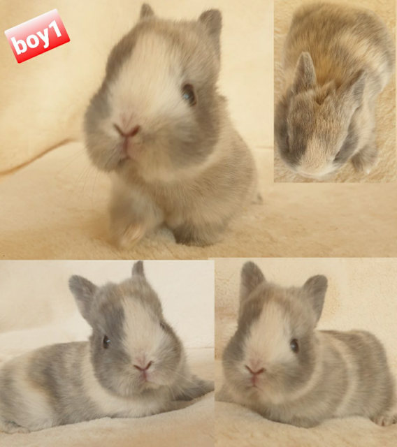 Purebred Netherland Dwarf baby rabbits 💕 | Rabbits | Gumtree Australia ...