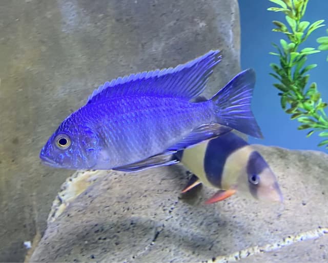 turkis cichlid