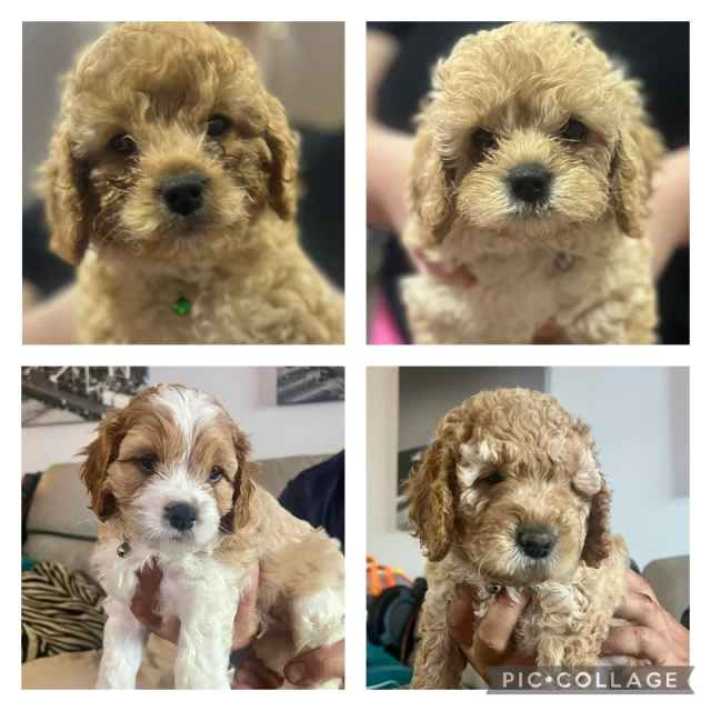 Cavoodle 4 Boy Puppies Dogs & Puppies Gumtree Australia Brisbane