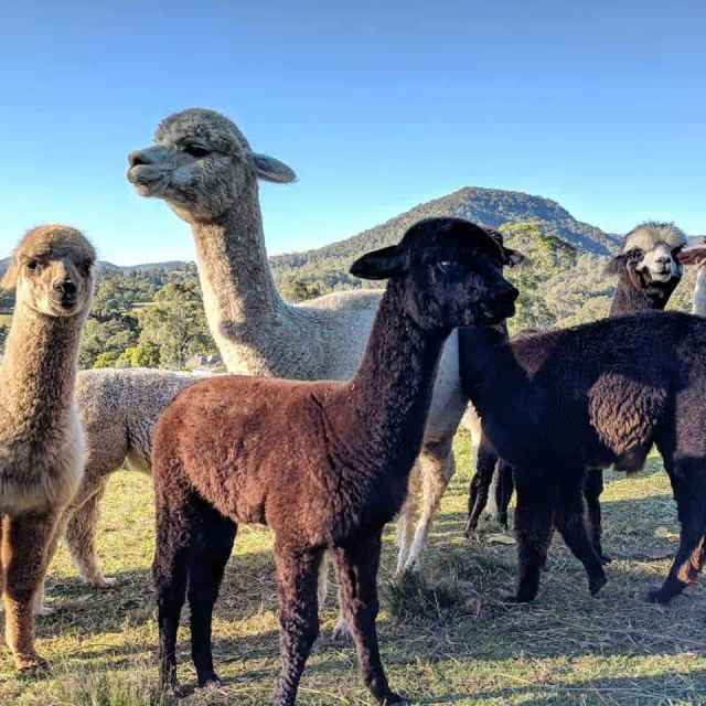 Alpacas for sale pets, breeding stock, herd guards, retired animals