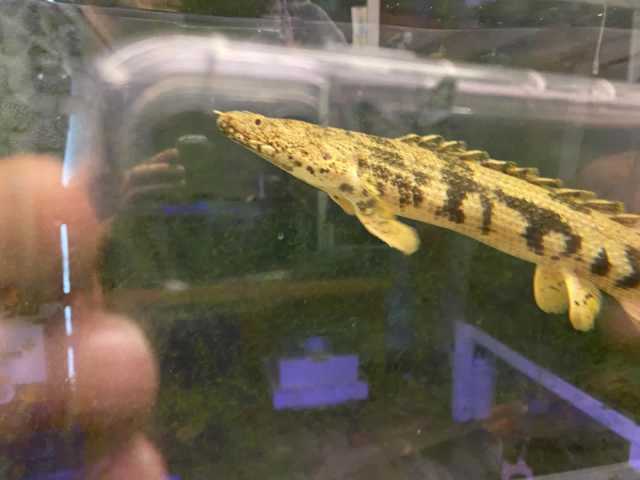 Tiger and Senegalese Bichir | Fish | Gumtree Australia Wollongong Area ...