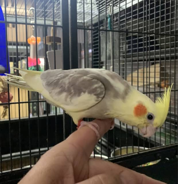 cinnamon pied cockatiel