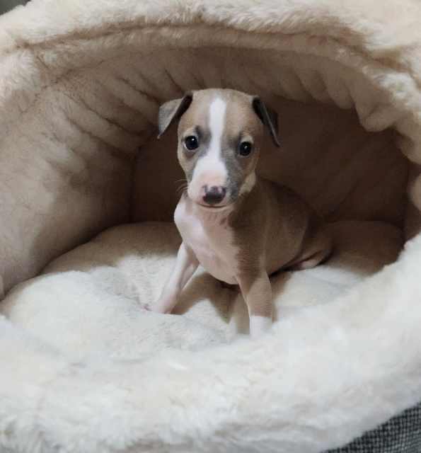 Italian Greyhounds ANKC Registered | Dogs & Puppies | Gumtree Australia ...