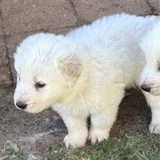 Purebred Maremma Puppies Dogs & Puppies Gumtree Australia Dubbo