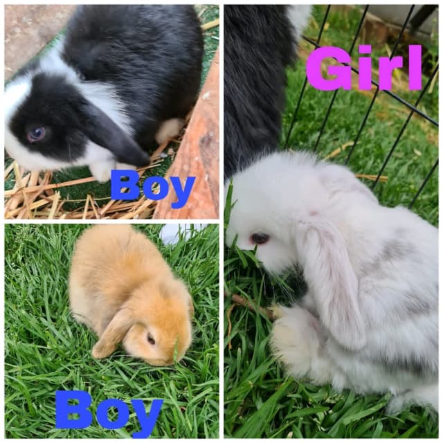 Pure Mini Lop Bunnys Rabbits Gumtree Australia Yankalilla Area Normanville 1318003347