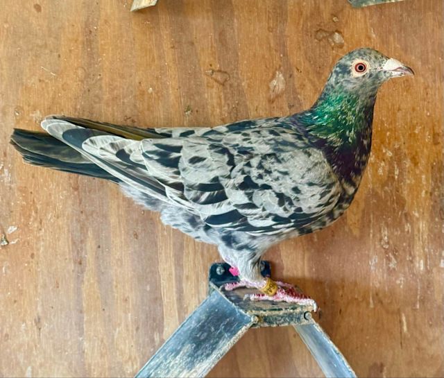 Rare coloured racing pigeons | Birds | Gumtree Australia Campbelltown ...