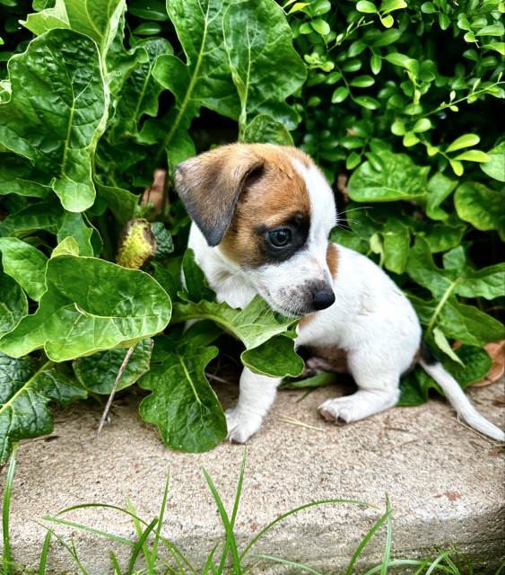 Mini Foxy x Jack Russell Dogs & Puppies Gumtree Australia Charters Towers Area Ravenswood