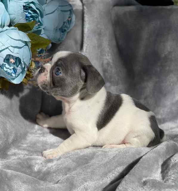 Pedigree Blue Pied French Bulldog Puppies | Dogs & Puppies | Gumtree ...