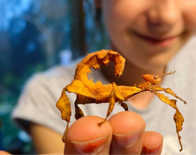 Spiny Leaf Stick Insects. An easy and fun pet! | Other Pets | Gumtree ...