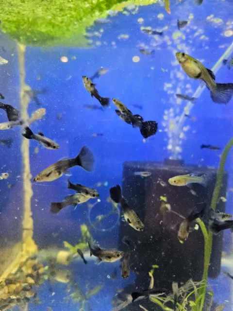 Purple Moscow Fancy Guppies For Sale | Fish | Gumtree Australia Swan ...