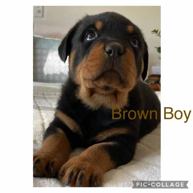 Rottweiler Puppies German Bloodlines Dogs & Puppies Gumtree
