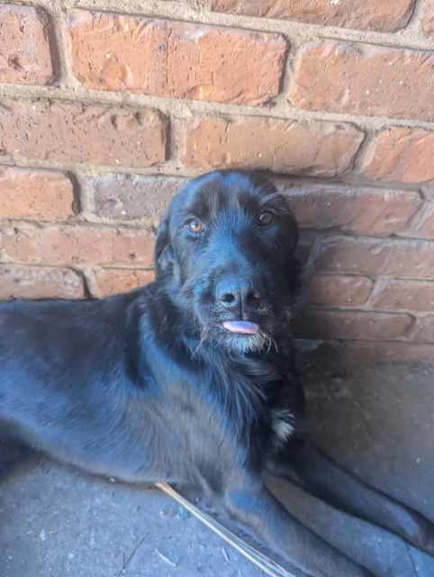 Pointador -15 months old, female, desexed | Dogs & Puppies | Gumtree ...