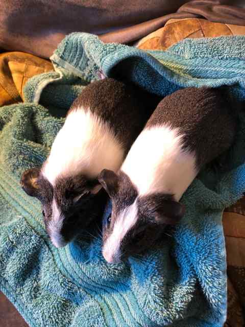 Guinea pigs - Young female 6 weeks , young boys two , 3 months ...