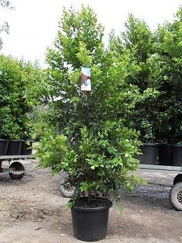 LARGE SIZED HEDGING Plants BACKYARD BLISS Lilly pilly. NSW, QLD VIC ...